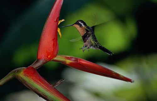 Hoa dừa cạn rủ, hoa dua can ru, hoa Tết, hoa Tet, hạt giống hoa, hoa treo, dạ yến thảo, hoa treo ban công, hạt giống hoa oải hương, bán hạt giống hoa oải hương, hat giong hoa oai huong, hạt giống  chất lượng cao, hat giong hoa , hat giong hoa chat luong cao, hoa trong tham, hoa trong chau,